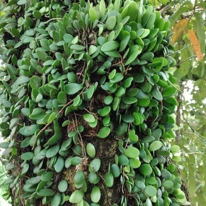 Terlaris Tanaman Herbal Sisik Naga/Koin Koin