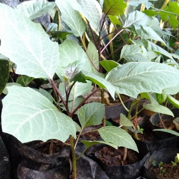 

Terlaris Bibit Kecubung,Bibit Tanaman Herbal Kecubung Wulung,Bibit Sdh Besar