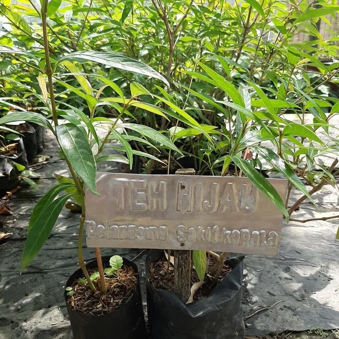 

Terlaris Bibit Tanaman Herbal Teh Hijau