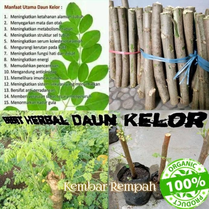 

Terlaris Bibit Tanaman Herbal Daun Kelor