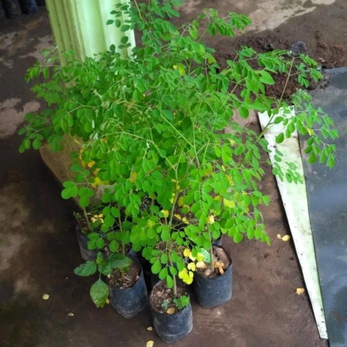 

Terlaris Bibit Tanaman Herbal Daun Kelor