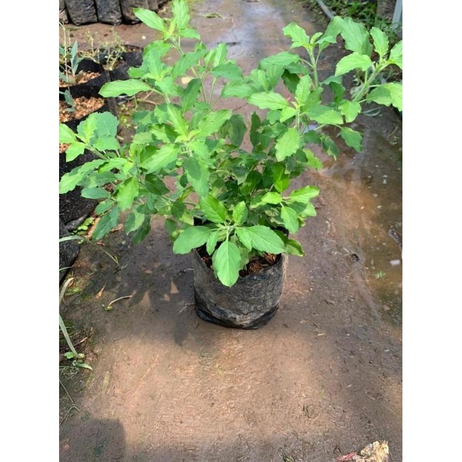 

Terlaris Bibit Tanaman Daun Ruku-Ruku Atau Tulsi /Holy Basil, Obat Herbal