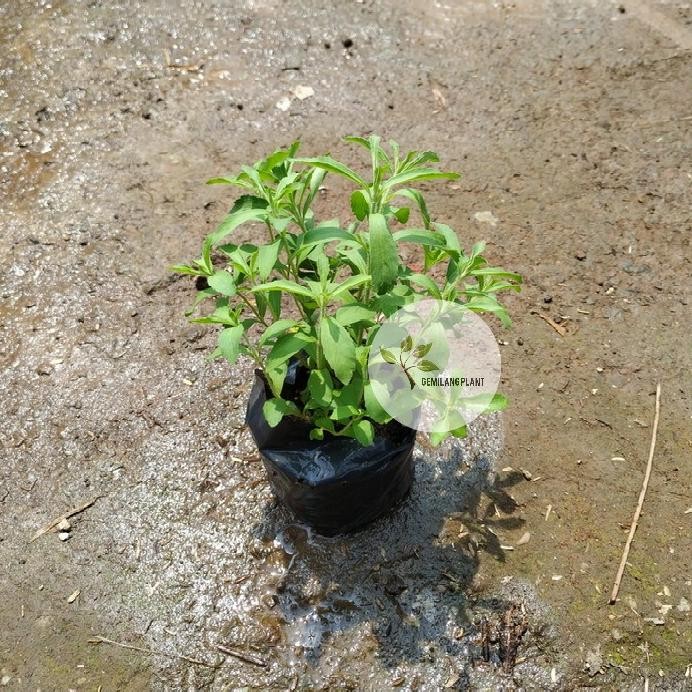 

Terlaris Bibit Pohon Stevia - Tanaman Stevia - Tanaman Pengganti Gula - Herbal