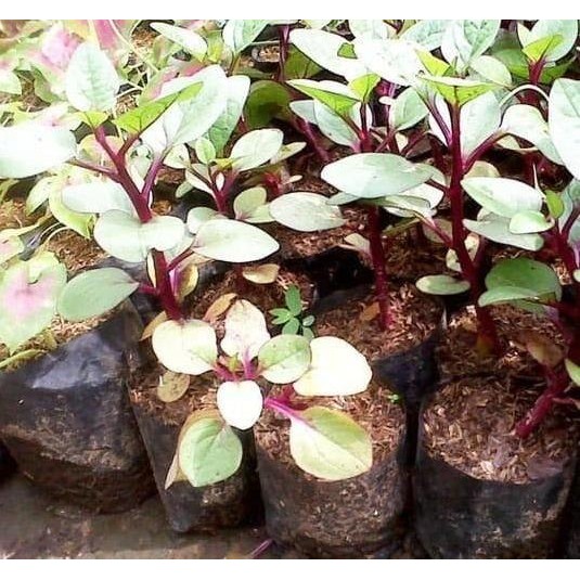 

Terlaris Bibit Tanaman Herbal Binahong Merah Tanaman Obat