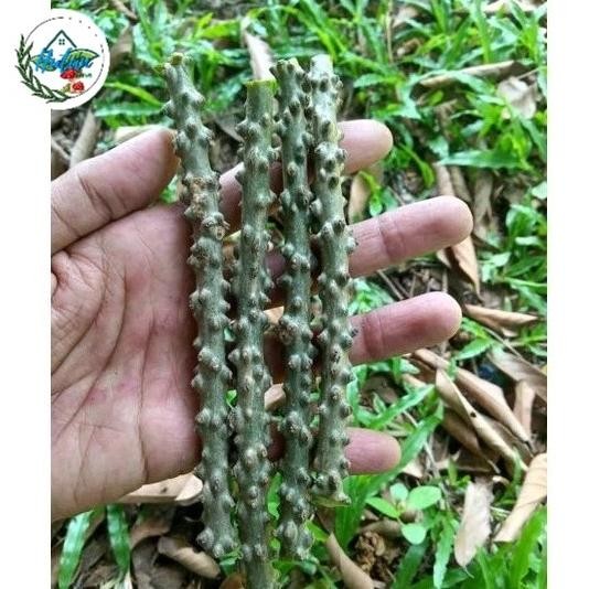 

Terlaris Tanaman Herbal Stek Brotowali-Stek Batang Antawali-Bibit Brotowali