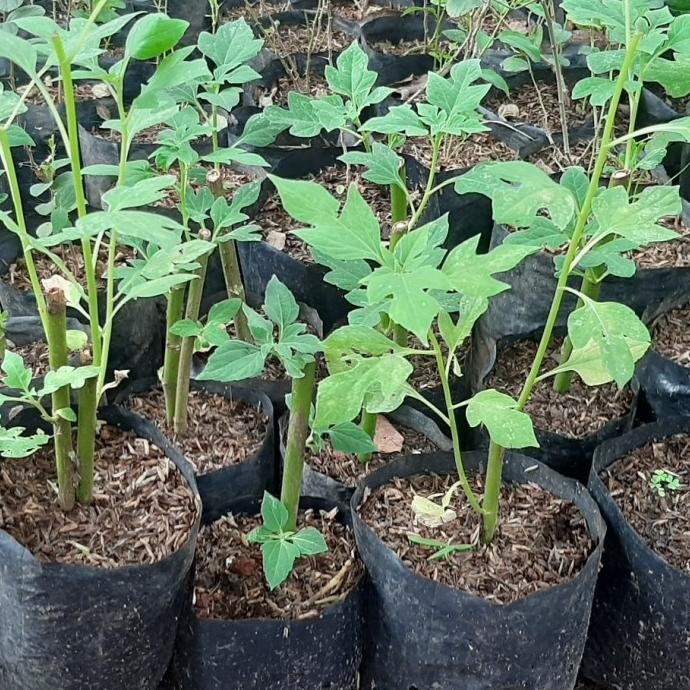 

Terlaris Bibit Daun Insulin Tanaman Herbal Insulin