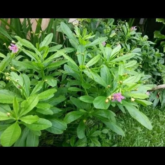 

Terlaris Bibit Gingseng Lokal/Tanaman Herbal Gingseng