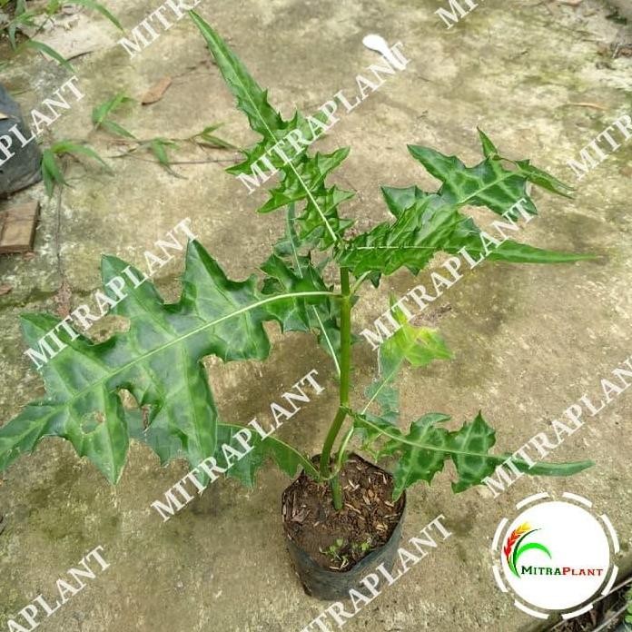 

Terlaris Bibit Tanaman Daun Deruju - Pohon Daun Jeruju - Tanaman Herbal