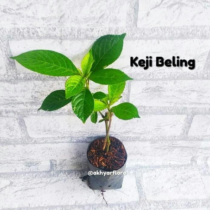 

Terlaris Tanaman Herbal Keji Beling