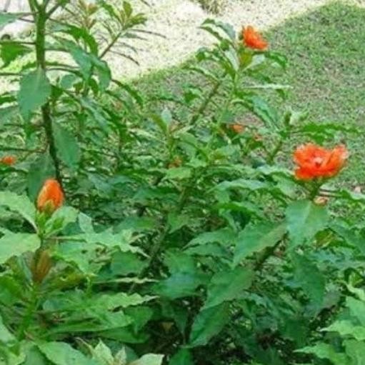 

Terlaris Tanaman Herbal Seribu Jarum Daun Tujuh Duri