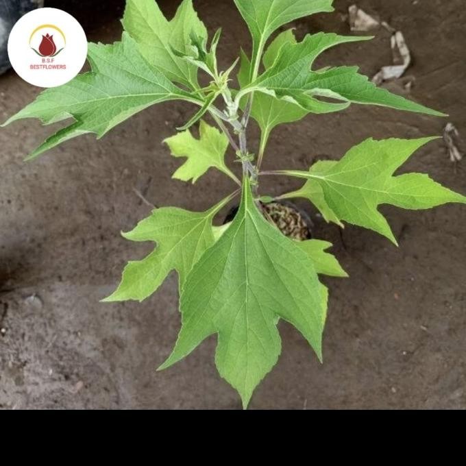 

Terlaris Bibit Tanaman Insulin Herbal | Daun Insulin Untuk Diabetes Valid