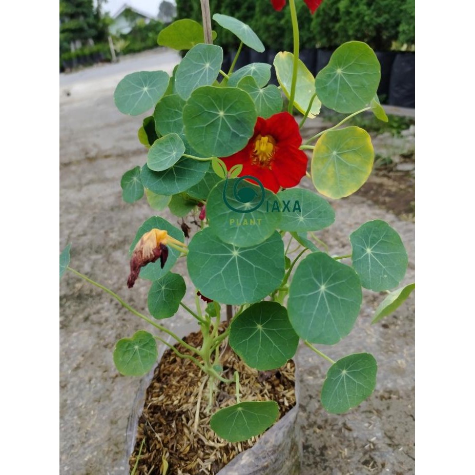 

Terlaris Tanaman Bunga Nasturtium Edible Flowers Bibit Flower Herbs Herbal Garnish Bumbu