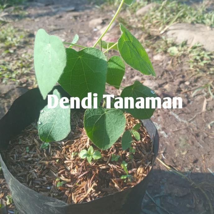 

Terlaris Bibit Pohon Cincau Bulu Unggul / Tanaman Cincau Bulu Herbal