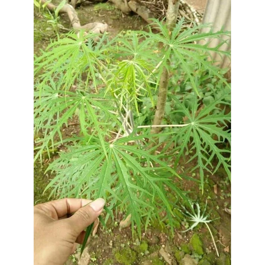 

Terlaris Bibit Tanaman Daun Betadine - Pohon Yodium - Tanaman Herbal Kualitas