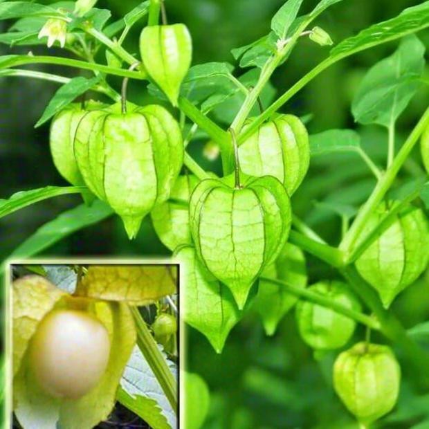 

Terlaris Pohon Ciplukan - Obat Herbal - Tanaman Herbal