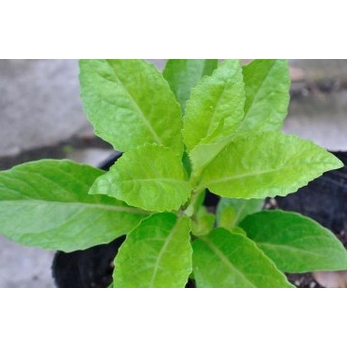 

Terlaris Tanaman Herbal Sambung Nyawa