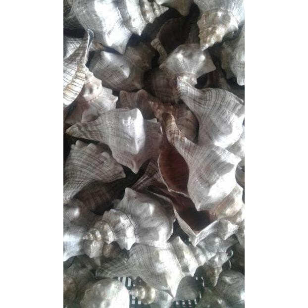 

favorit] kerang shell model 1