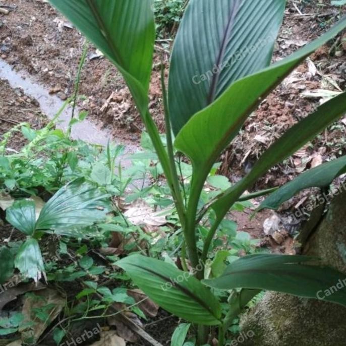 

Terlaris Bibit Temulawak Putih Bibit Tanaman Herbal Tinggi 20-30 Cm