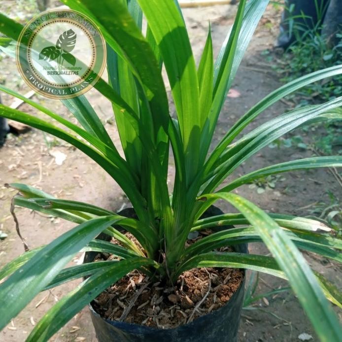 

Terlaris Bibit Pohon Pandan Wangi / Tanaman Herbal