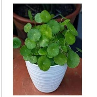 

Terlaris B. Pegagan Air Centela Asiatica Tanaman Hias Herbal Antanan