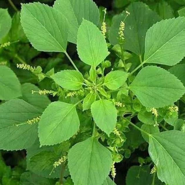 

Terlaris Tanaman Herbal Pohon Akar Kucing Anting