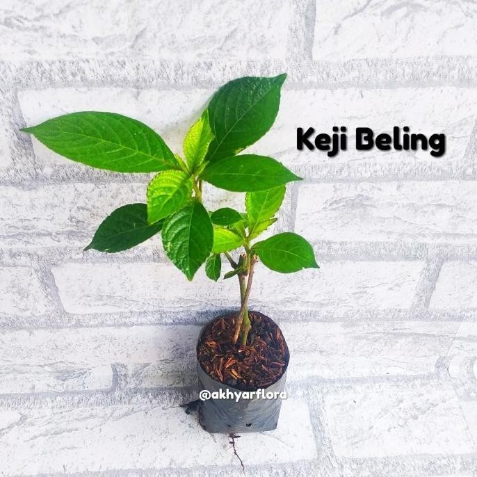 

Terlaris Tanaman Herbal Keji Beling