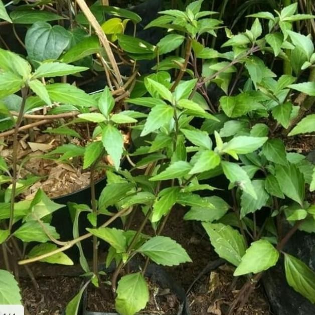 

Terlaris Tanaman Herbal Kumis Kucing