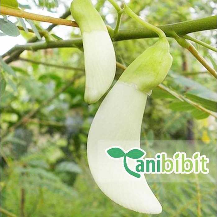 

Terlaris Bibit Tanamam Bunga Turi Putih - Tanaman Herbal