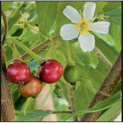 

Terlaris Daun Kersen / Talok / Tanaman Herbal / Tanaman Obat