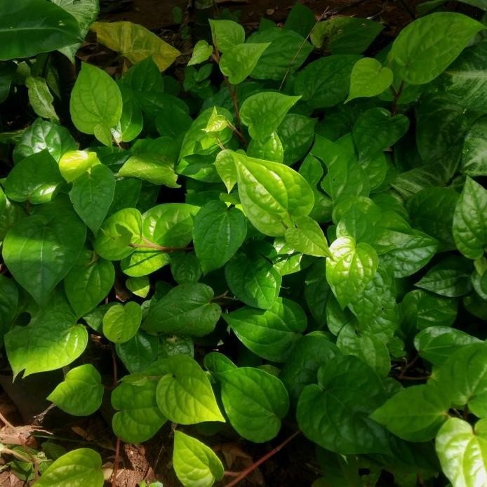 

Terlaris Tanaman Sirih Hijau Herbal