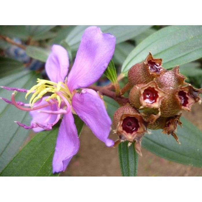 

Terlaris Bibit Tanaman Herbal Senggani