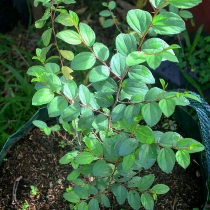 

Terlaris Tanaman Herbal Bidara, Pohon Bidara