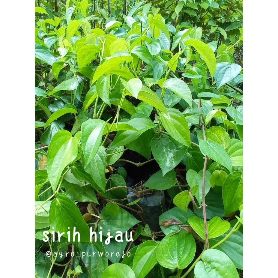 

Terlaris Bibit Tanaman Sirih Hijau (Herbal Alami) - Berdaun Lebat