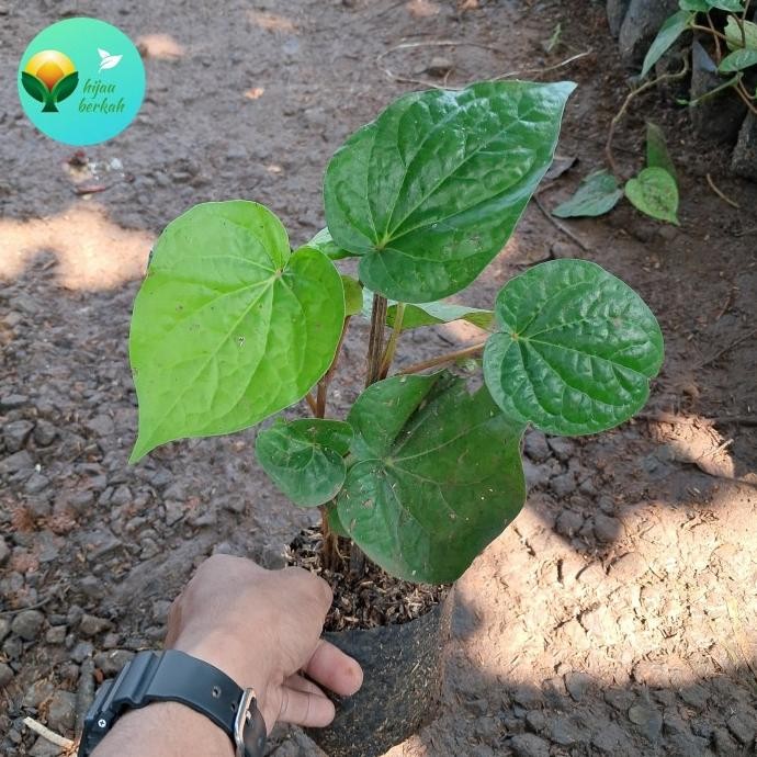 

Terlaris Tanaman Sirih Hijau Herbal