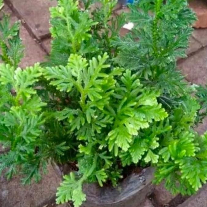 

Terlaris Tanaman Hias Cantik Herbal Cakar Ayam