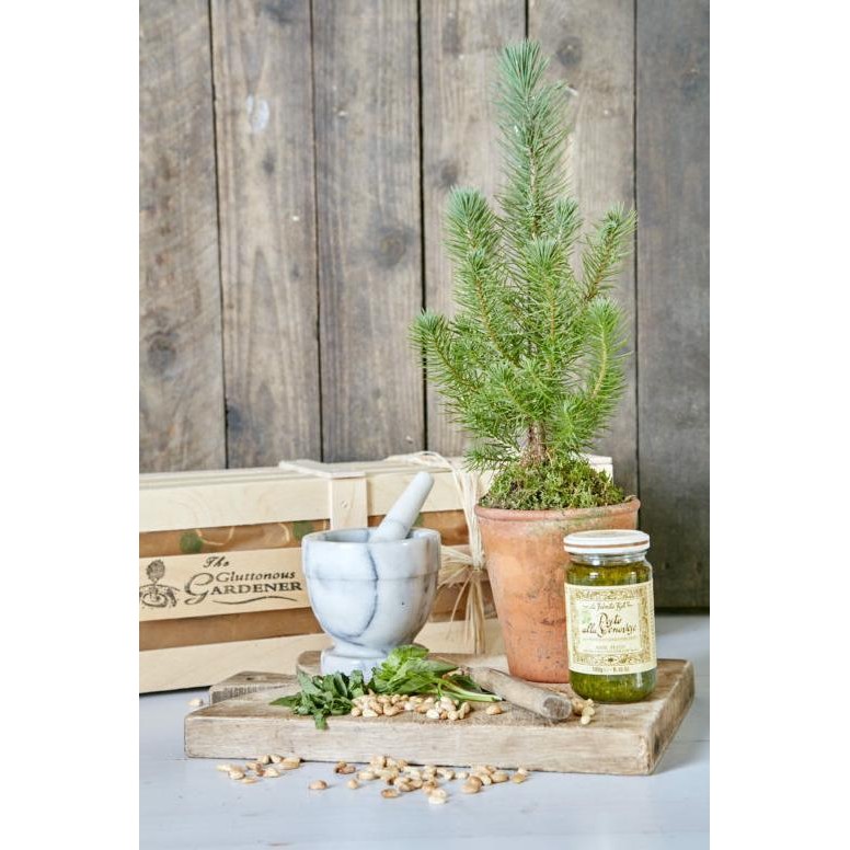 

Terlaris Tanaman Rosemary Obat Herbal Diet