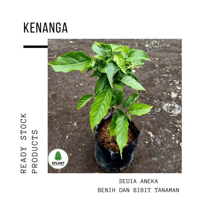 

Terlaris Bibit Bunga Kenanga - Tanaman Herbal Bahan Herbal - Tanaman Hias Taman