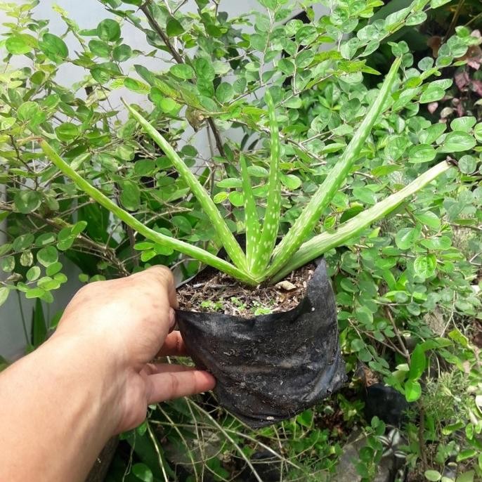 

Terlaris Bibit Tanaman Herbal Lidah Buaya, Tanaman Aloe Vera