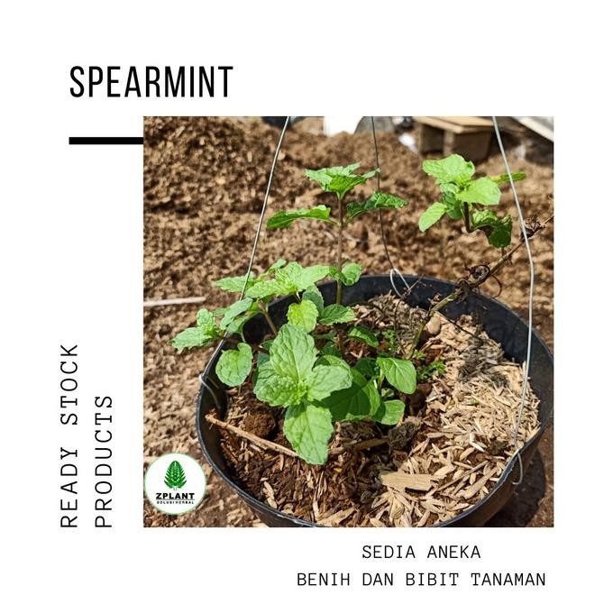 

Terlaris Bibit Tanaman Mint Spearmint - Daun Bahan Herbal - Pohon Obat
