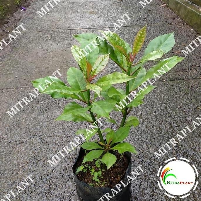 

Terlaris Bibit Pohon Jarum Tujuh Bilah - Tanaman Herbal Daun Jarum 7 Bilah