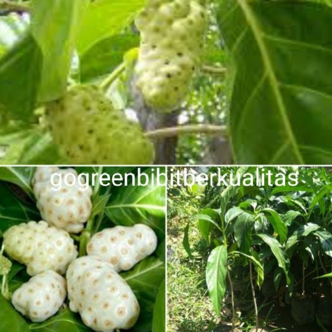 

Terlaris Bibit Tanaman Herbal Mengkudu Betis