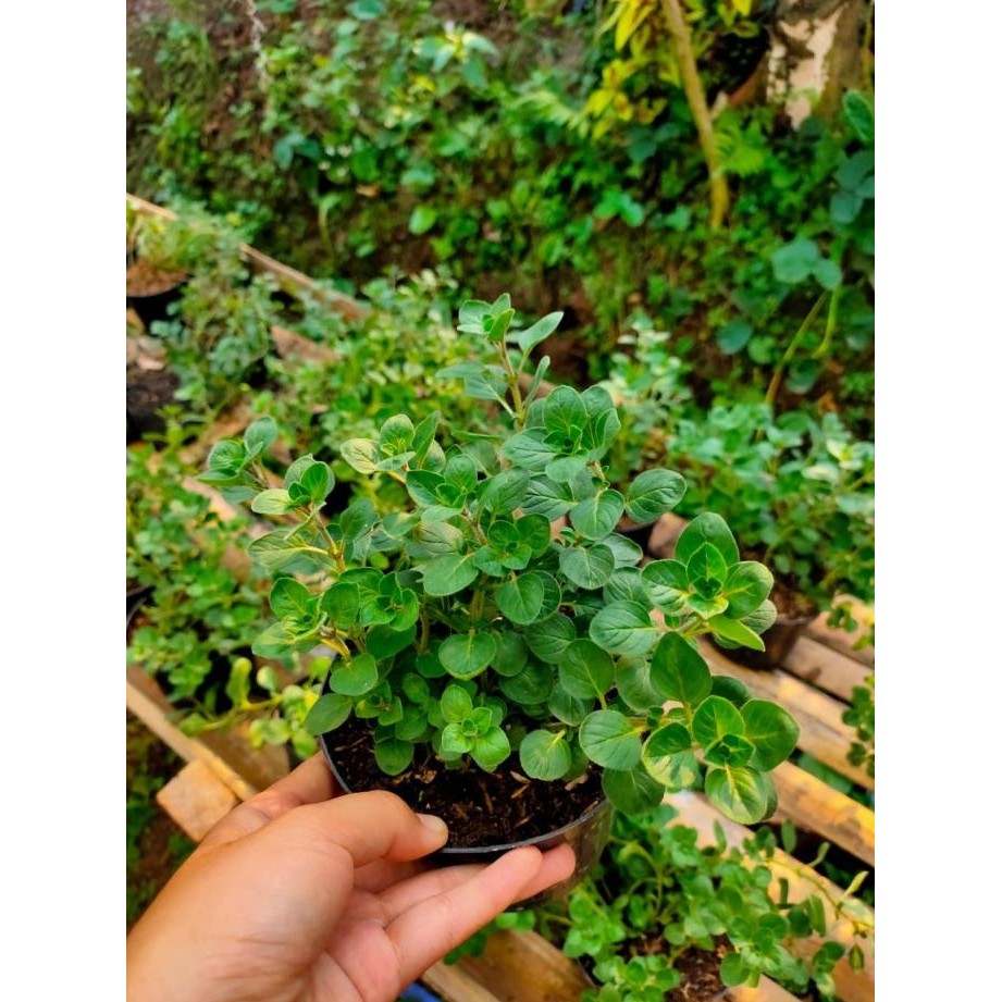 

Terlaris Bibit Tanaman Oregano Greek/Tanaman Herbal Oregano Creek Rimbun