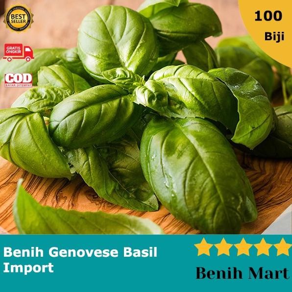 

Terlaris Bibit Benih Biji Genovese Basil Tanaman Herbal Herb Import