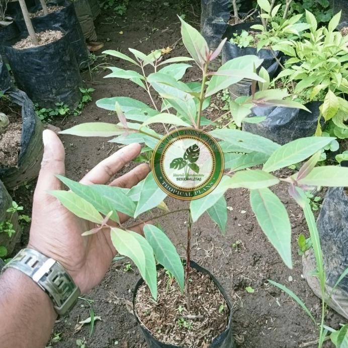 

Terlaris Bibit Pohon Ekaliptus Rainbow / Tanaman Herbal