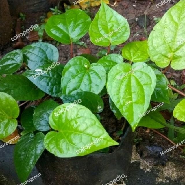 

Terlaris Promo Bibit Tanaman Herbal Daun Sirih Hijau
