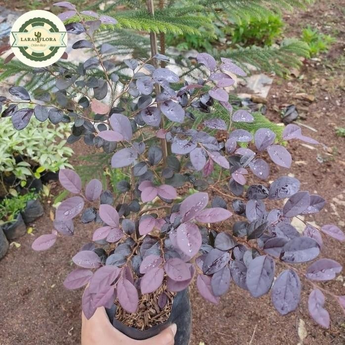 

Terlaris Tanaman Bidara Merah / Pohon Bidara Arab Merah / Tanaman Herbal Bidara