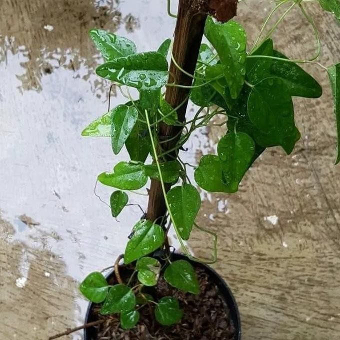 

Terlaris Tanaman Cincau Rambat Herbal