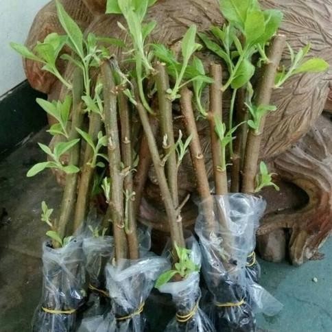 

Terlaris Bibit Stek Tanaman Herbal Insulin / Kipahit