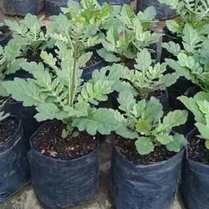 

Terlaris Bibit Dewa Tanaman Obat Herbal Bibit Daun Dewa Tanaman Herbal