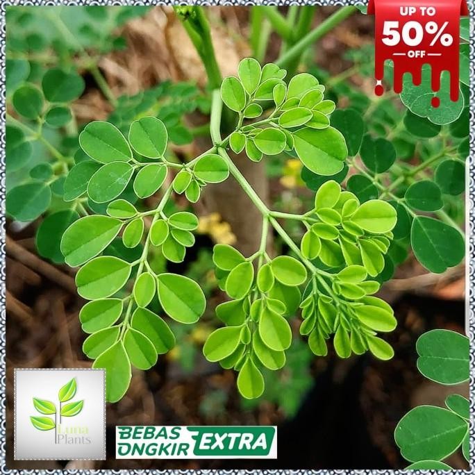 

Terlaris Tanaman Herbal Daun Kelor - Tanaman Kelor - Daun Kelor Herbal